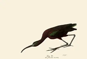 Storks: Glossy Ibis