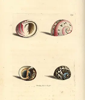Conchology: Glossy nerite and feathered nerite sea snails