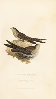 Howitt: Glossy swiftlet, Collocalia esculenta