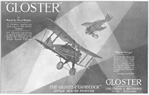 Gamecock: Gloster Gamecock