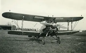 Gamecock: Gloster Gamecock