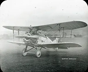 Gamecock: Gloster Gamecock