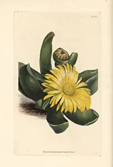 Succulent: Glottiphyllum linguiforme