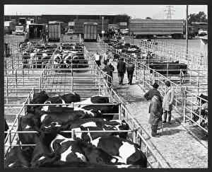 Auctions: GLOUCESTER CATTLE SALE