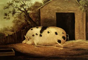 Trough: Gloucester Old Spot Pig