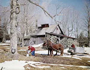 Sugaring: Glover Vermont Horse Drawn Sleigh