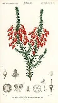 Louis Joseph Edouard Maubert: Glowing heath, Erica ardens