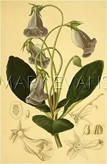 Gloxinia: GLOXINIA CAULESCENS