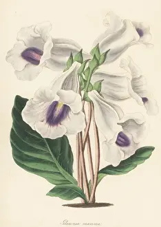Volume 5: Gloxinia hybrd