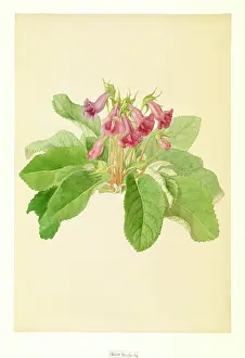 Bauer: Gloxinia perennis