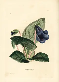 Speciosa: Gloxinia, Sinningia speciosa
