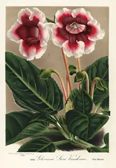 Speciosa: Gloxinia variety, Leon Vandervee, Sinningia speciosa