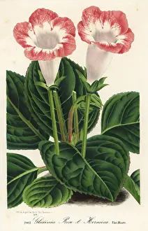 Speciosa: Gloxinia variety, Rose et Hermine, Sinningia speciosa