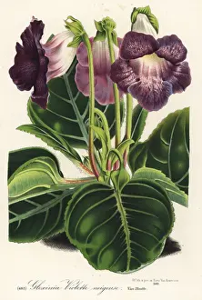 Speciosa: Gloxinia variety, violette neigeuse, Sinningia speciosa