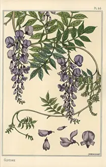 Grasset: Glycine botanical study