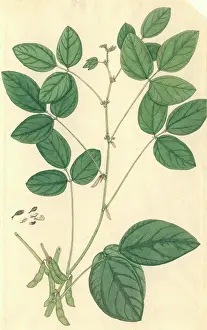 Fabaceae: Glycine max, soybean