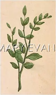 Glabra: GLYCYRRHIZA GLABRA