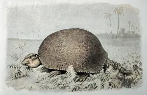 Asper: GLYPTODON ASPER