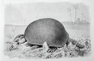 Forerunner: GLYPTODON ASPER