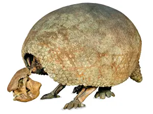 Glyptodont: Glyptodon claipes