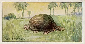 Armadillo: Glyptodon doedicurus, extinct animal