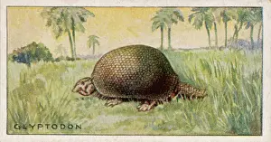 Armadillo: Glyptodon doedicurus, extinct animal