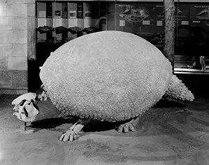 Glyptodont: Glyptodon, giant armadillo