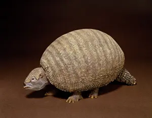 Glyptodont: Glyptodon, giant armadillo