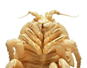 Lice: Glyptonotus antarcticus