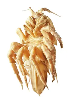 Lice: Glyptonotus antarcticus