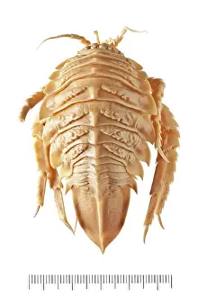 Lice: Glyptonotus antarcticus