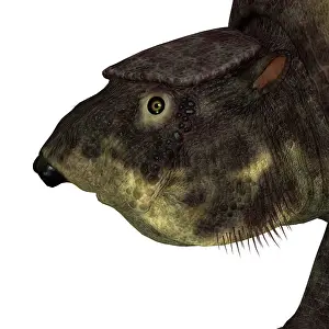 Pleistocene: Glytodont mammal head