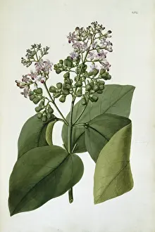 Macrophylla: Gmelina macrophylla