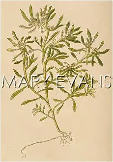 Gnaphalium: GNAPHALIUM ULIGINOSUM