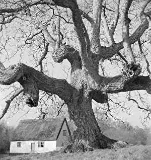 Gnarled: Gnarled Tree Trunk