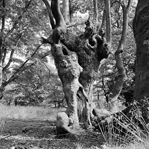 Gnarled: Trees