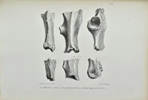 Buckland: Gnawed bones of Rhinoceros found in Kent's Cavern
