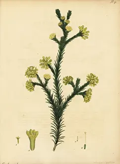 Florist: Gnidia juniperifolia