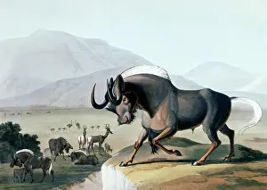 Wildebeest: The Gnoo, 1831