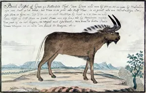 Iziko: The Gnu, 1766
