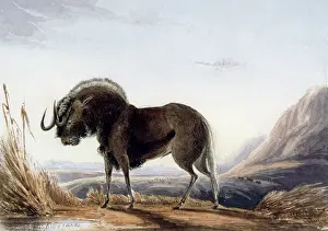 Wildebeest: The Gnu, 1836-1839