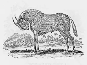 Relative: GNU (BEWICK)