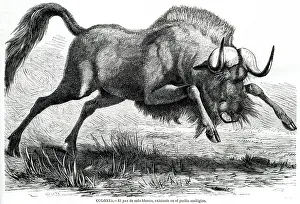 Wildebeest: GNU AT COLOGNE