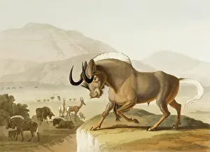 Wildebeest: Gnu or Wildebeest