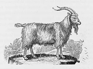 Capra: GOAT (BEWICK)