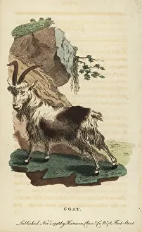 Aegagrus: Goat, Capra aegagrus