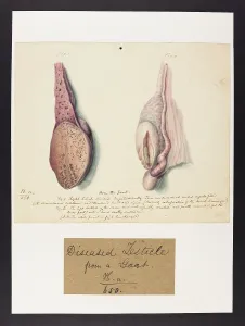 Plantes: Goat: Diseased Testicle