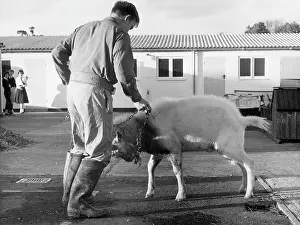 Frisky: GOAT/HAREFIELD SCHOOL