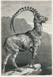 Goat - Ibex - 1876