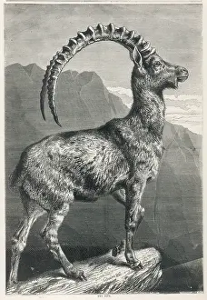 Ibex: Goat - Ibex - 1876